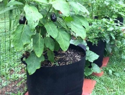 Túi vải trồng cây treo tường