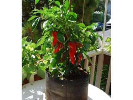 Cách làm túi trồng cây