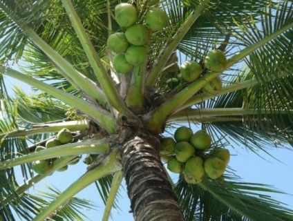 Cung cấp cây dừa công trình tại Bình Long