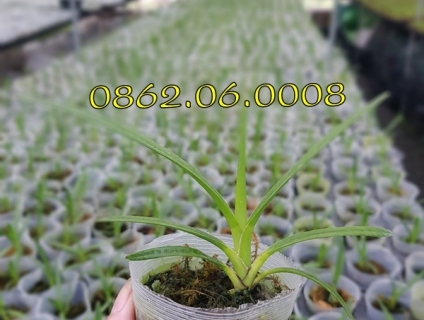 Lan Kiếm Cấy Mô | LH: 0862 060 008