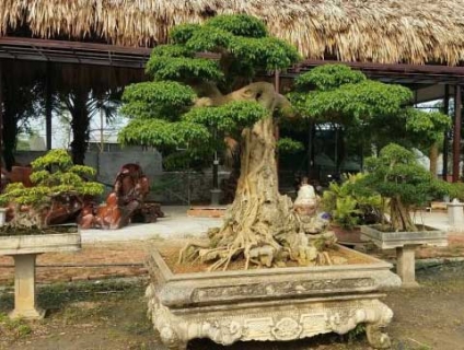 Các thế cây cảnh bonsai đẹp ở Việt Nam