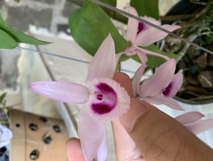 Bán lan giả hạc rừng Bảo Lộc