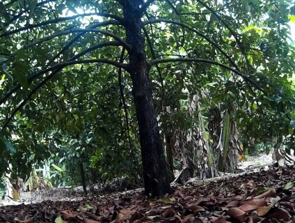 Cây măng cụt cổ thụ tại Bình Long