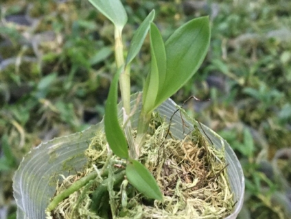 Lan kiều tím Thái Nguyên - Lan cấy mô LH: 0862 060 008