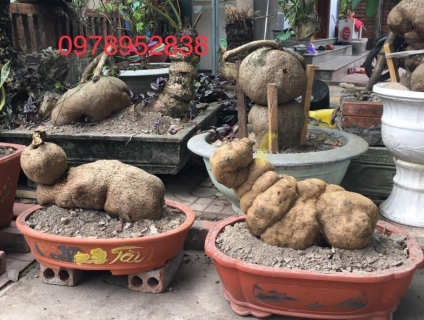 Bán củ bình vôi Trắng,đỏ làn cảnh,phong thủy