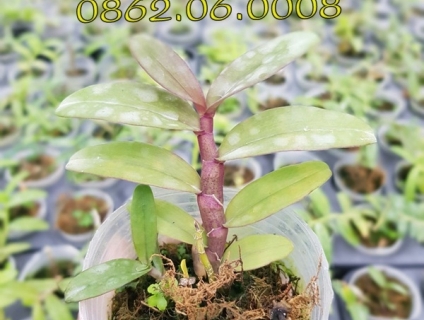 Lan cấy mô - Di linh nù 68