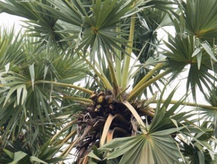 Đường thốt nốt là gì? Những điều thú vị về đường thốt nốt