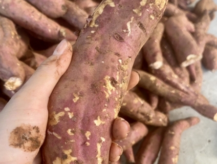 Khoai lang mật Tà Nung - Đà Lạt