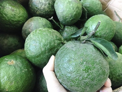 CAM SÀNH VĨNH LONG GIÁ SỈ