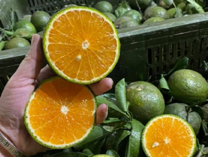 Bán Cam sành Vĩnh Long giá sỉ