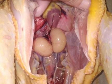 Thịt gà thả vườn ngon tại Quận Gò Vấp.