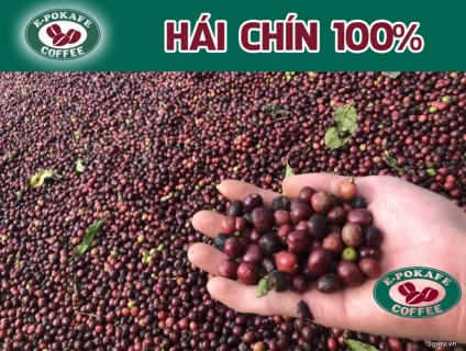 Cung cấp cafe Robusta Honey ở Tp. HCM