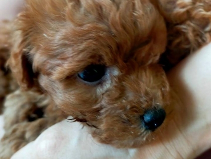 Poodle Nâu nhà " trồng" , cần tìm sen ^^