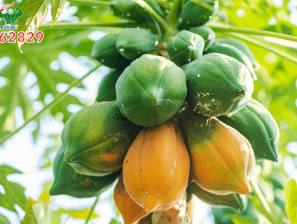 Bạt phủ trồng đu đủ giúp mang lại hiệu quả kinh tế cao