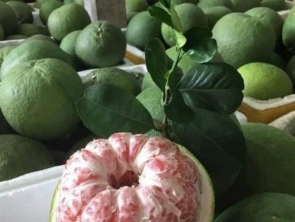 BƯỞI DA XANH - NHÀ VƯỜN - RUỘT HỒNG