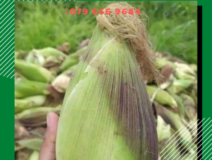 Hạt giống bắp nù sữa
