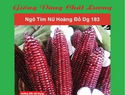Hạt giống bắp tím nữ hoàng