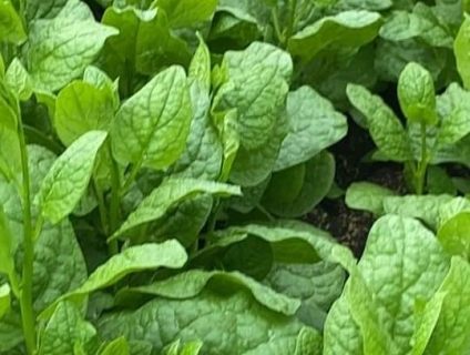 Rau mồng tơi tươi ngon – 1kg