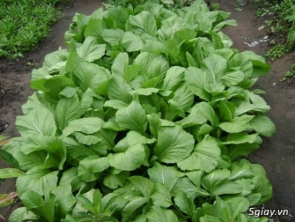 Rau cải xanh- 1 kg