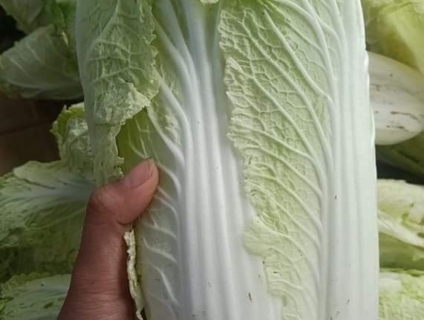 Rau cải thảo tươi ngon – 1kg