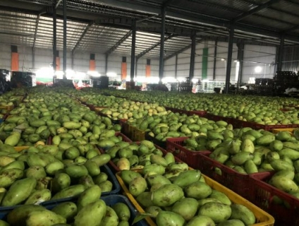 Xoài sấy dẻo có đường xuất khẩu, đóng gói theo yêu cầu