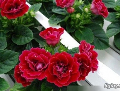 Trồng hoa thu hải đường trong chậu