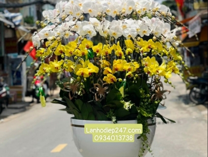 Shop Hoa Lan Sài Gòn 247 chuyên cung cấp Lan Hồ Điệp xịn nhất tphcm