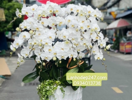 Bặt mí những chậu hoa lan đẹp phù hợp tặng khai trương ý nghĩa nhất