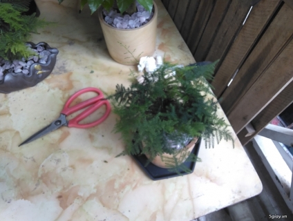 Cần Bán : Cây thủy tùng để bàn