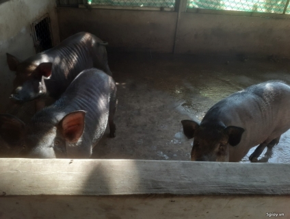 HEO SỌC DƯA GIỐNG F1