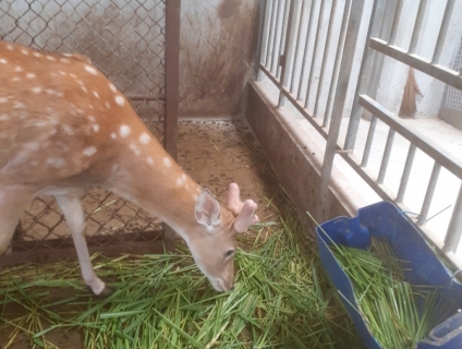 NHUNG HƯƠU PHƯƠNG NAM