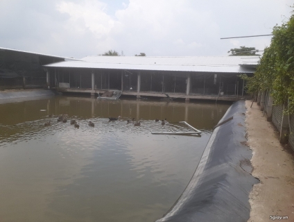 TRỨNG VỊT TRỜI