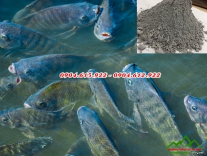 Bán Dolomite thủy sản