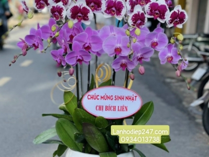 Cơ sở bán Lan Hồ Điệp cao cấp bậc nhất Sài Gòn - Hoa Tươi 247 TPHCM
