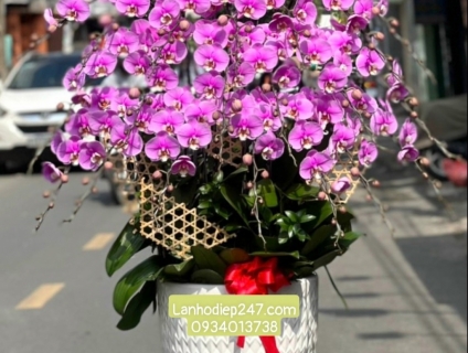 Những mẫu hoa khai trương bằng Lan Hồ Điệp đặc sắc tại Hoa 247 TPHCM