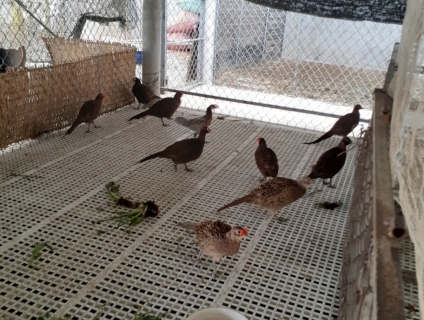 TRỨNG CHIM TRĨ LẠT PHƯƠNG NAM