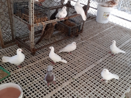 BỒ CÂU THÁI CỦA NÔNG TRẠI XANH PHƯƠNG NAM