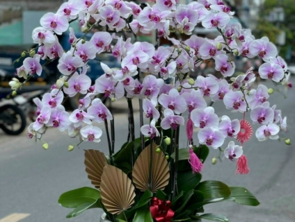 Shop hoa lan uy tín nhất tphcm chuyên phân phối Lan Hồ Điệp cao cấp