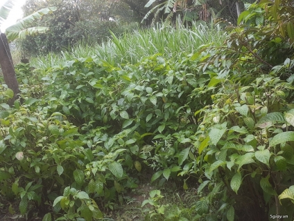 HOM GIỐNG CHÈ KHỔNG LỒ