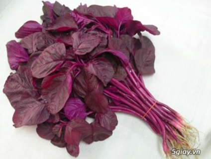 Mùa hè trồng rau gì cho năng suất cao, hiệu quả nhất