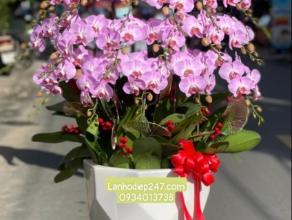 Cửa hàng hoa lan hồ điệp đẹp nhất tphcm chuyên Lan Hồ Điệp cao cấp