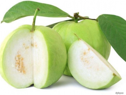 Ổi Nữ Hoàng miền Tây