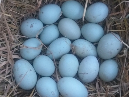 CON GIỐNG VỊT TRỜI CỦA NÔNG TRẠI XANH PHƯƠNG NAM