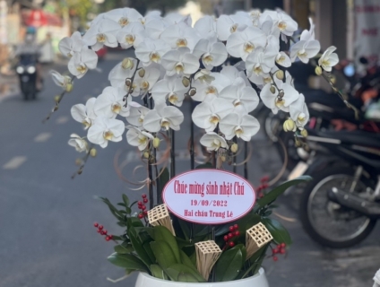 Hoa Lan Hồ Điệp là món quà sang trọng đẳng cấp của quý doanh nhân