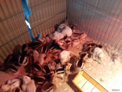 Con giống chim Trĩ của nông trại xanh Phương Nam.