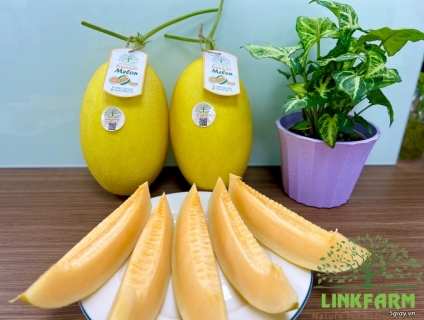 Tiêu chuẩn GLOBAL GAP cho trái cây – Dưa lưới Lifarm đạt tiêu chuẩn IQ