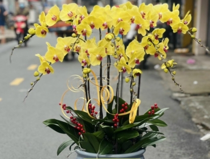 Những mẫu Lan Hồ Điệp cao cấp bán chạy nhất tại Shop Hoa Sài Gòn 247