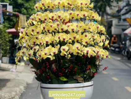 Dịch vụ hoa tươi uy tín nhất tại tphcm chuyên Lan Hồ Điệp cao cấp