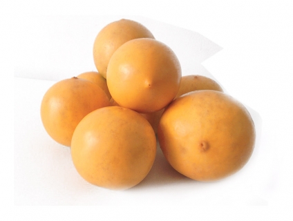 Quả vú sữa vàng ngọt hoàng kim - Vú sữa vàng Đài Loan