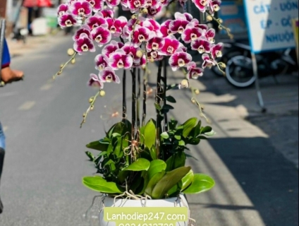 Những mẫu Lan Hồ Điệp cao cấp được ưa chuộng nhất tại Hoa Lan 247 HCM